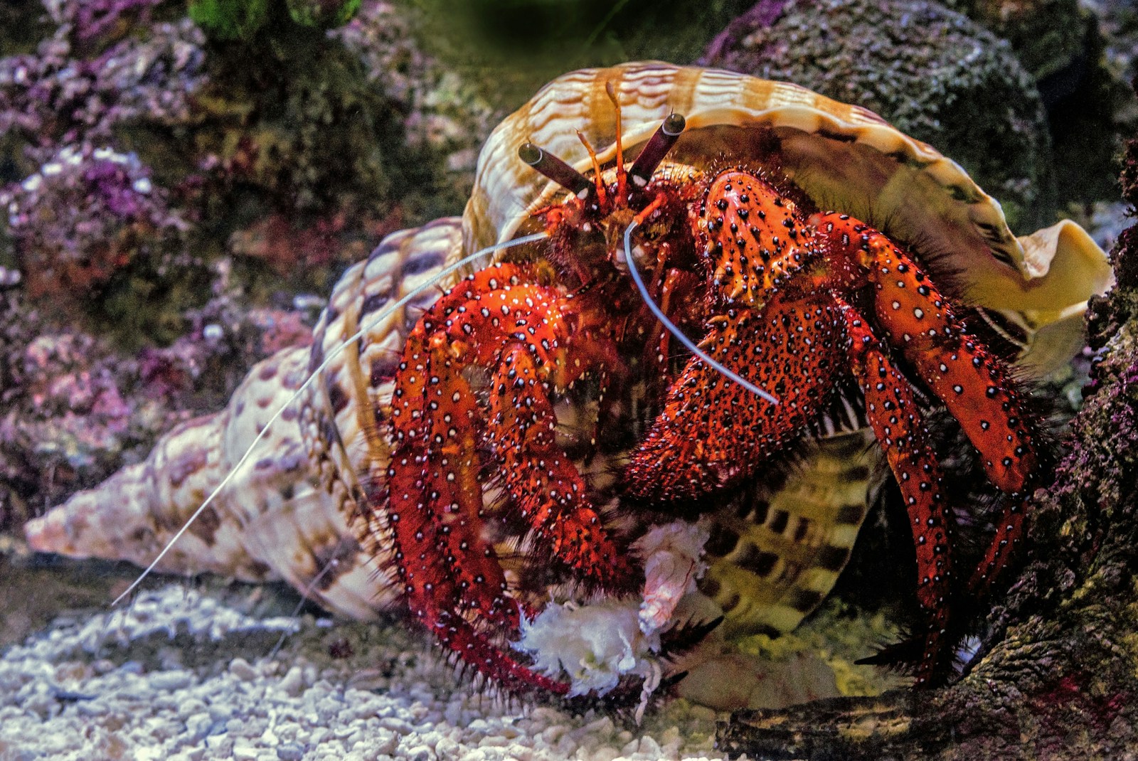 Crustaceans - CIESM