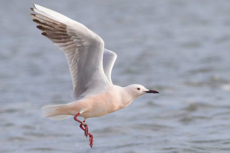 Jake Gearty Slender-billed gull - CIESM